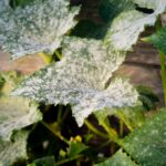 Why Are My Cucumber Leaves Turning White