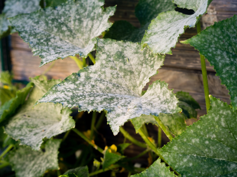 Why Are My Cucumber Leaves Turning White
