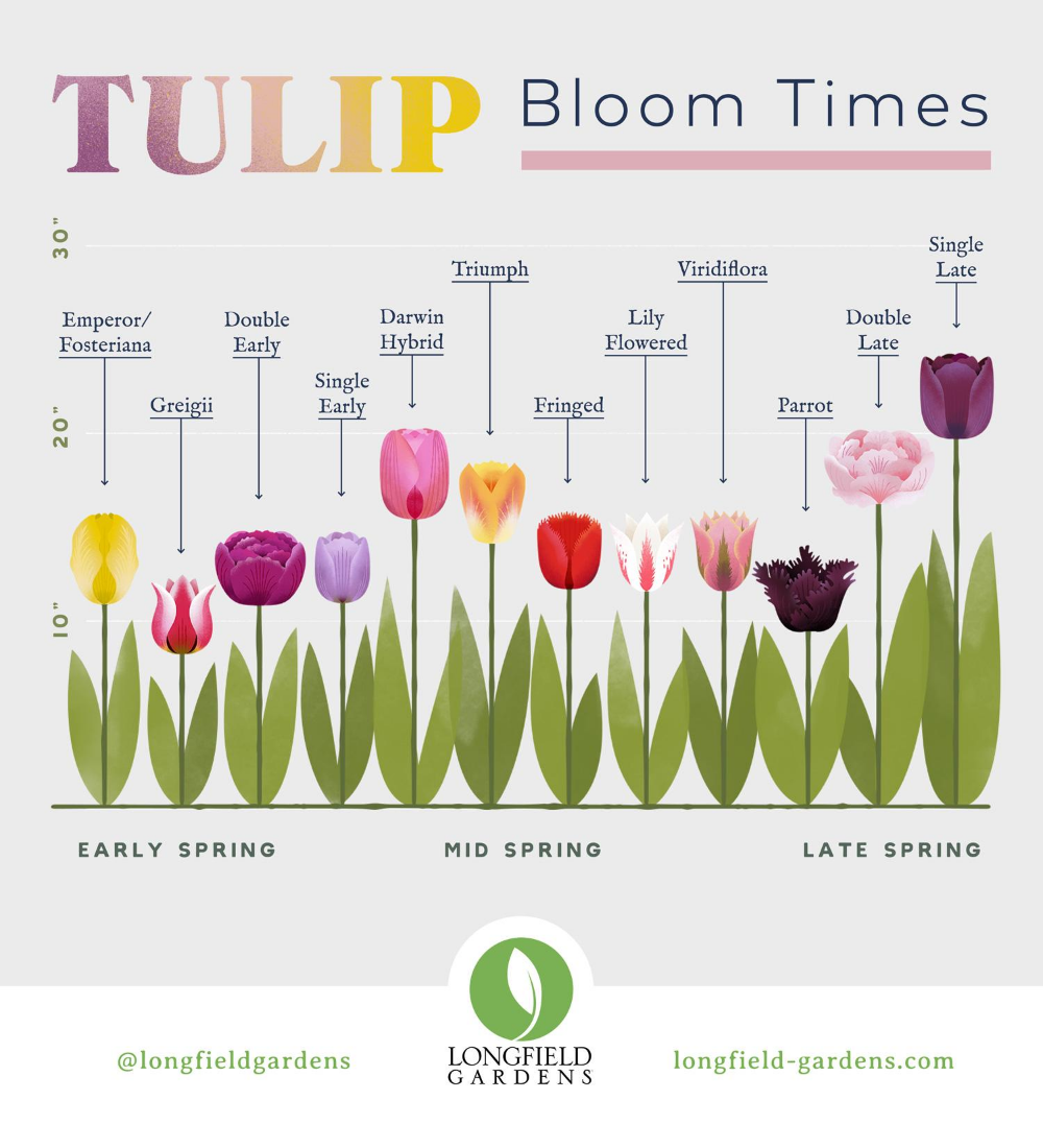 When To Plant Tulips