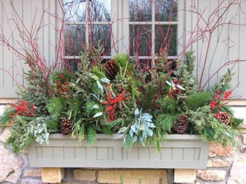 Plants For Winter Window Boxes