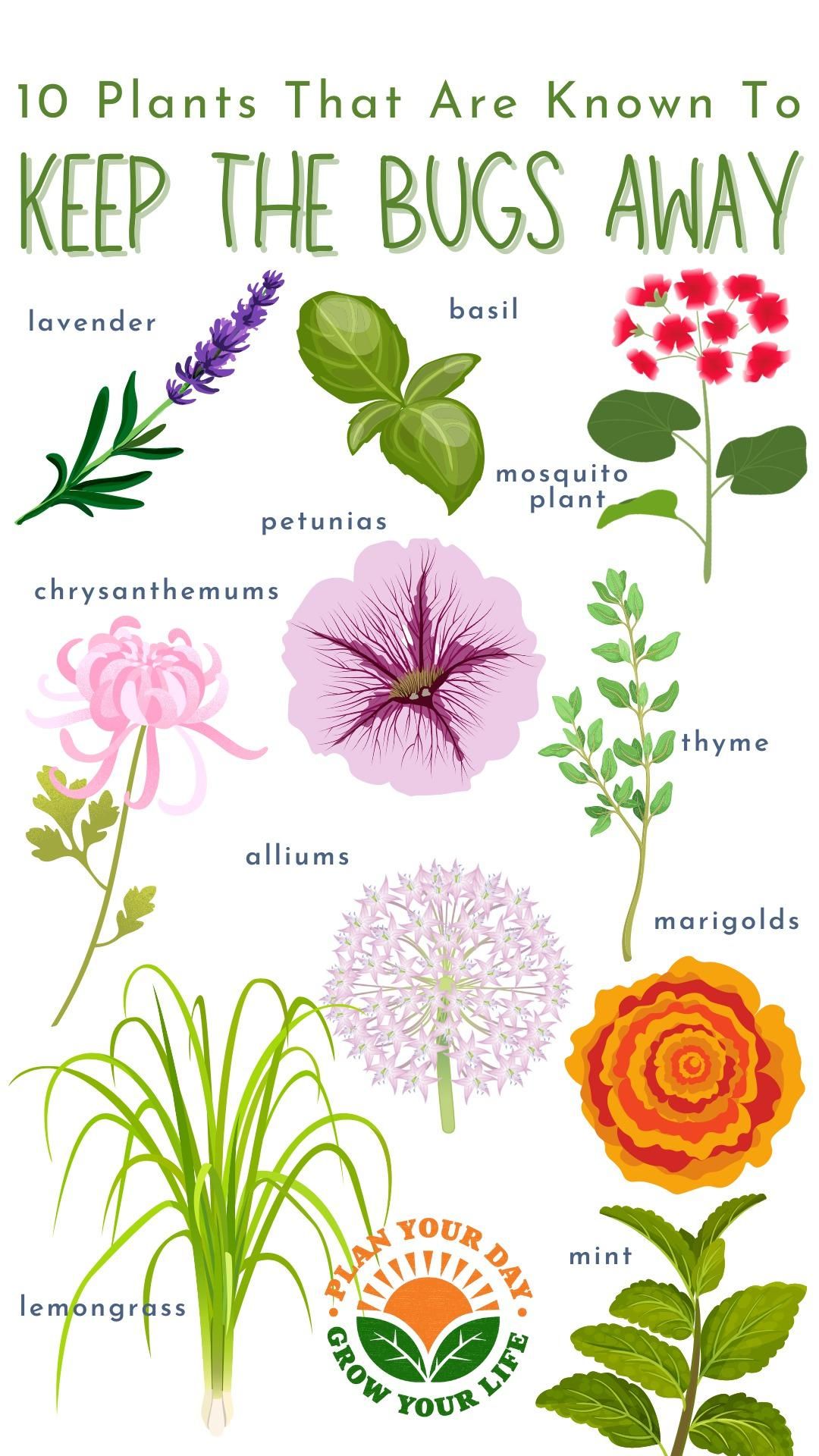 Plants That Keep Bugs Away Indoors