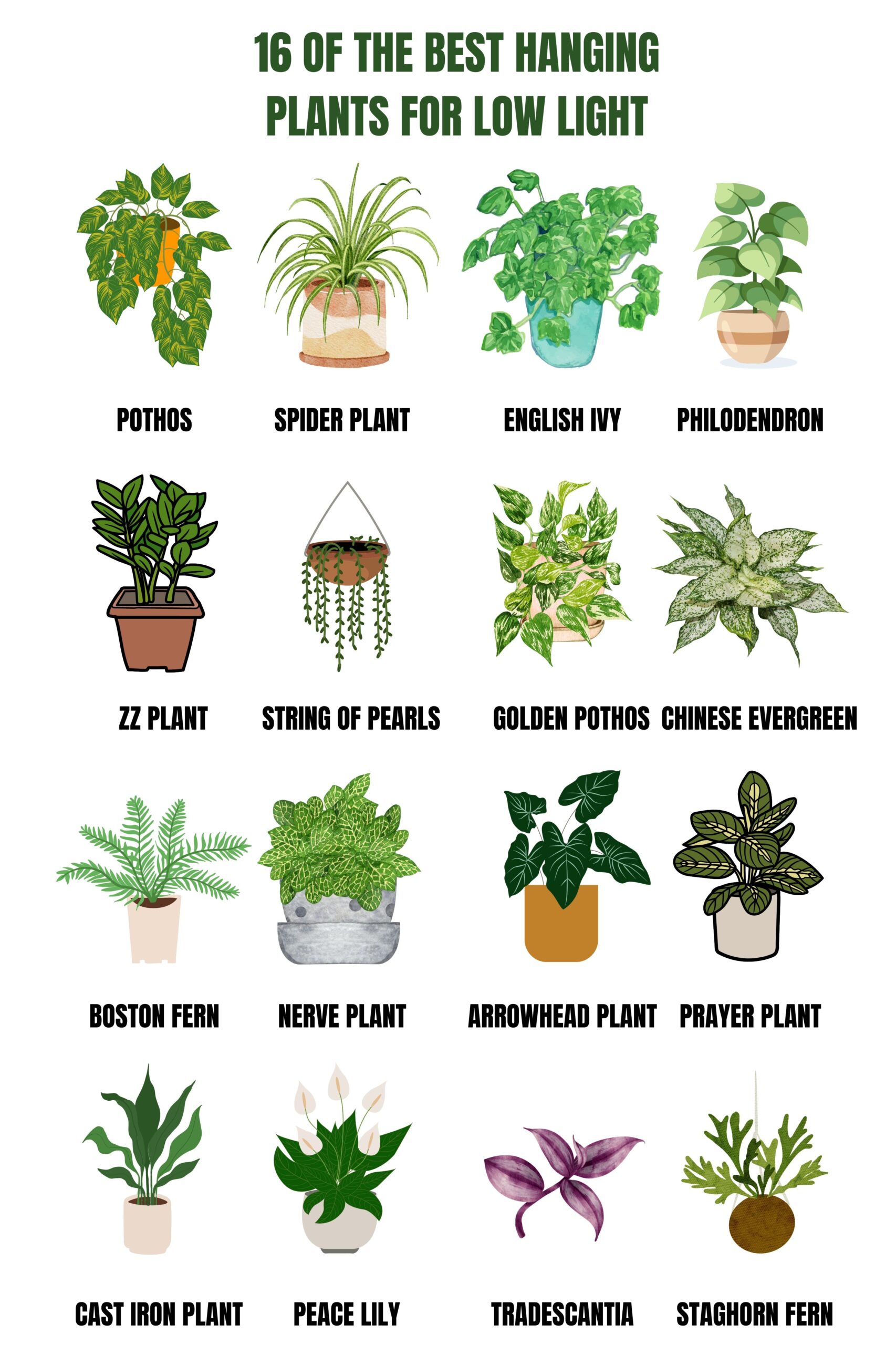 Best Low Light Hanging Houseplants