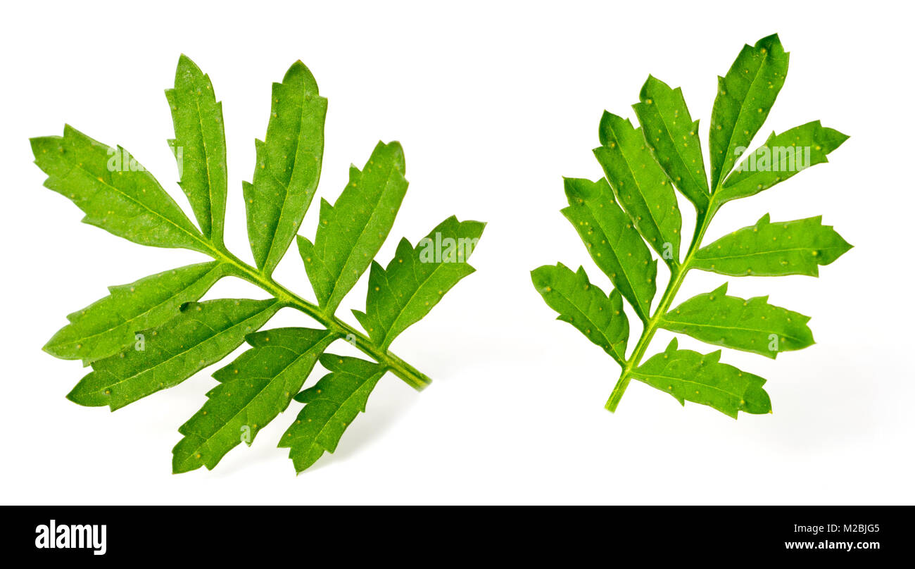 What Does Marigold Leaves Look Like