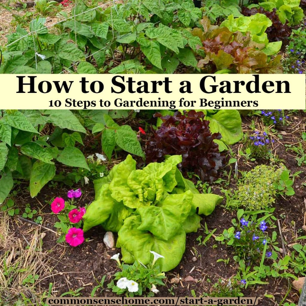 How To Start A Garden When You Have No Experience
