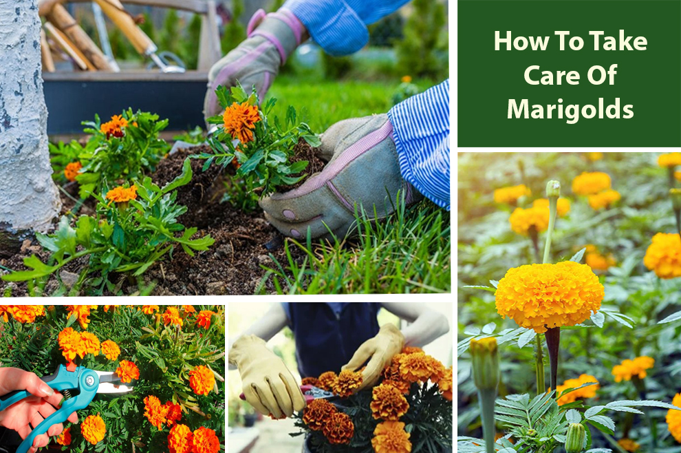 How To Take Care Of Marigold Plant