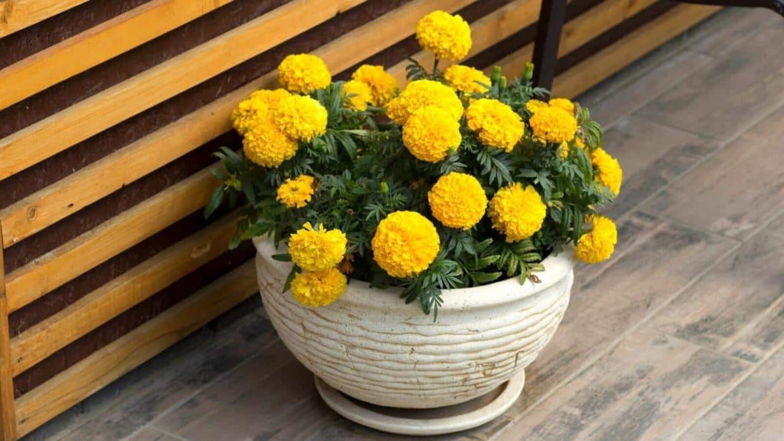How To Care For Marigolds In Pots