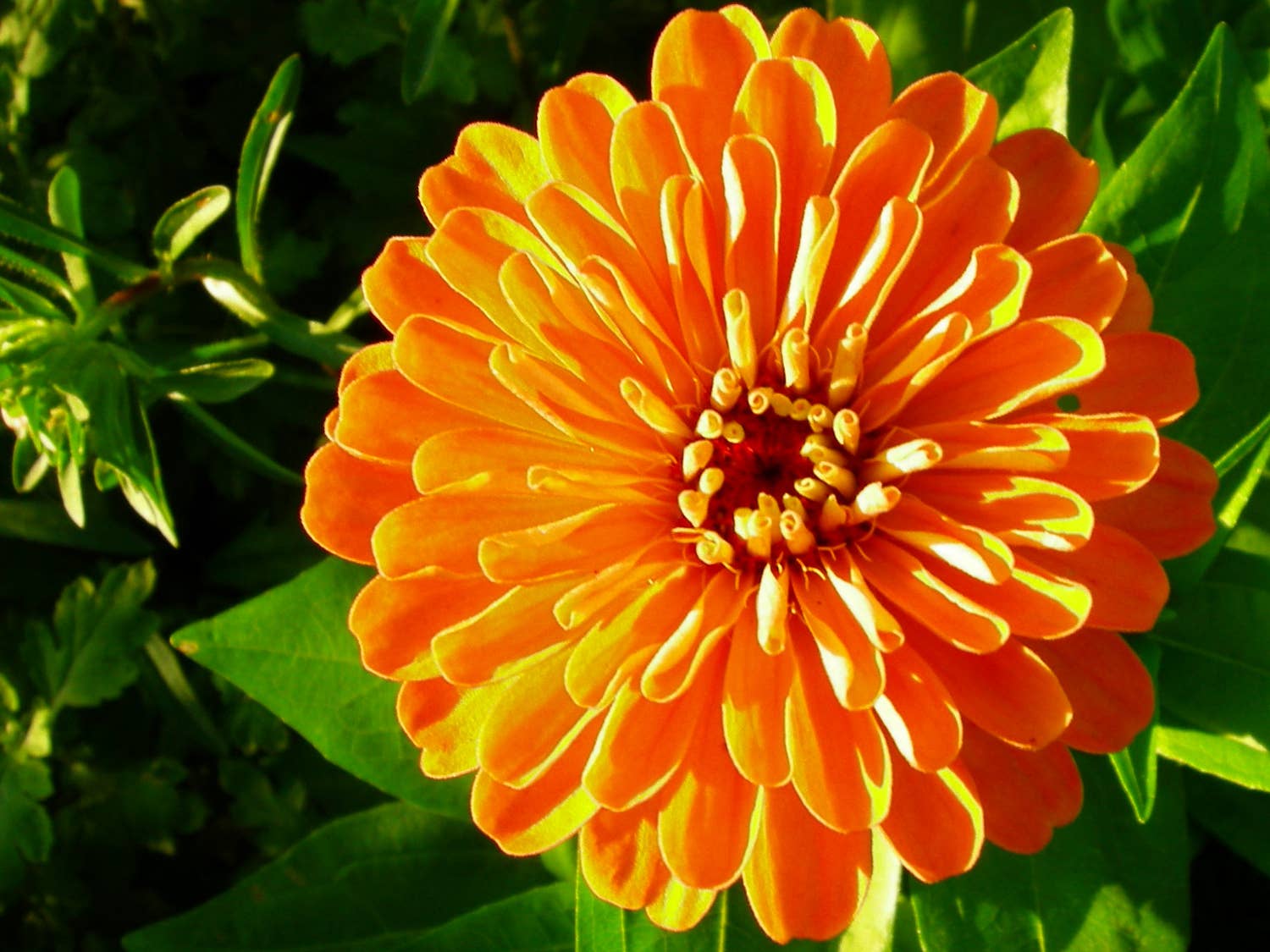 Orange Flower
