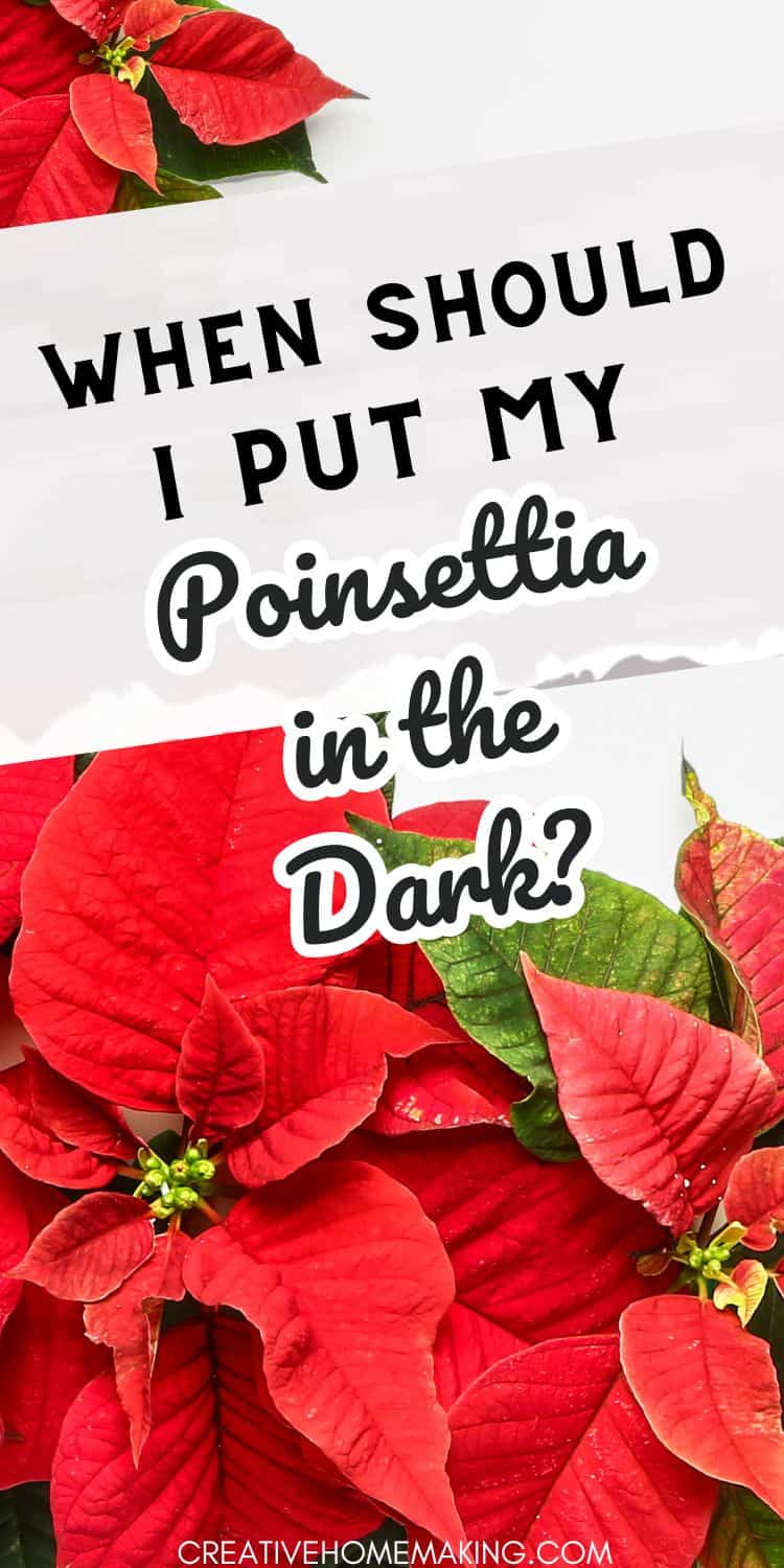 When Should I Put My Poinsettia in the Dark