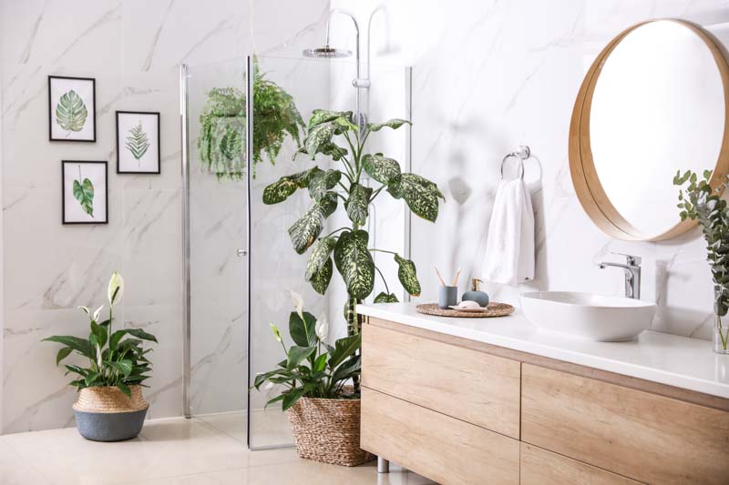 Best Indoor Plants For Bathrooms